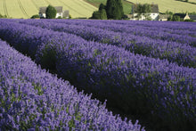 Load image into Gallery viewer, Lavender Calming Toner
